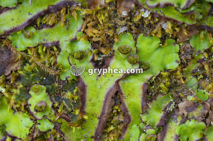 Hépatique et corbeilles à propagules (Açores) - gryphea.com